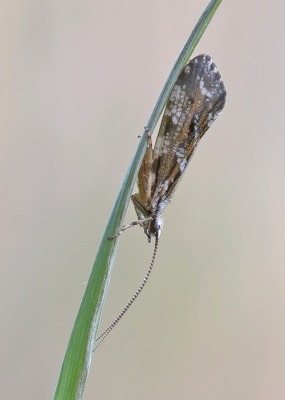 <i class='fa fa-user'></i>&nbsp;Johan van Gurp&nbsp;|  Phryganea grandis&nbsp; <i class='fa fa-eye'>&nbsp;92</i> &nbsp; <i class='fa fa-comment-o'>&nbsp;2</i>