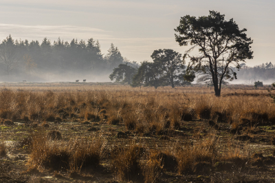 Strabrechtse Heide (N.Br.) tegen het middaguur. Mistig. Zag op grote afstand twee Schotse Hooglanders; die pasten vond ik mooi in het totaalbeeld.