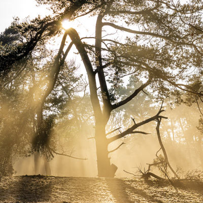 Vind tegenlicht altijd een van de leukste dingen om te fotograferen zeker als de omstandigheden er ideaal voor zijn.
Strabrechtse Heide Heeze/Mierlo op mistige ochtend met opkomende zon.