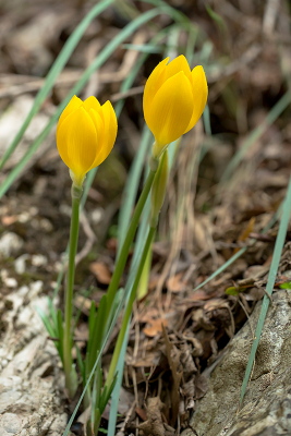 <i class='fa fa-user'></i> Willem Verhagen | Gele Herfstcrocus (?)  <i class='fa fa-eye'> 33</i>   <i class='fa fa-comment-o'> 0</i>