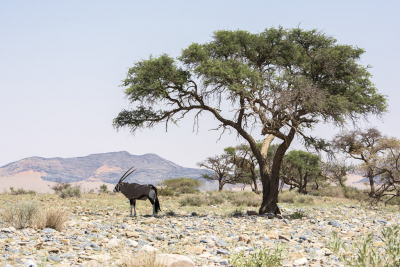 <i class='fa fa-user'></i>&nbsp;Bert Ooms&nbsp;|  Gemsbok&nbsp; <i class='fa fa-eye'>&nbsp;117</i> &nbsp;<i class='fa fa-thumbs-up'>&nbsp;2</i> &nbsp; <i class='fa fa-comment-o'>&nbsp;5</i>