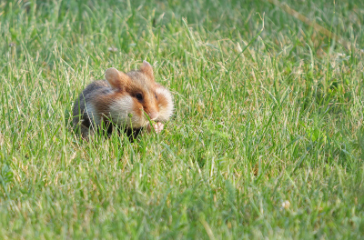 <i class='fa fa-user'></i>&nbsp;Jurgen Maassen&nbsp;|  Hamster&nbsp; <i class='fa fa-eye'>&nbsp;238</i> &nbsp;<i class='fa fa-thumbs-up'>&nbsp;8</i> &nbsp; <i class='fa fa-comment-o'>&nbsp;8</i>