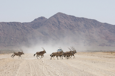 <i class='fa fa-user'></i>&nbsp;Bert Ooms&nbsp;|  Gemsbok&nbsp; <i class='fa fa-eye'>&nbsp;148</i> &nbsp; <i class='fa fa-comment-o'>&nbsp;1</i>