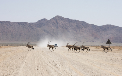 <i class='fa fa-user'></i>&nbsp;Bert Ooms&nbsp;|  Gemsbok&nbsp; <i class='fa fa-eye'>&nbsp;137</i> &nbsp;<i class='fa fa-thumbs-up'>&nbsp;1</i> &nbsp; <i class='fa fa-comment-o'>&nbsp;3</i>