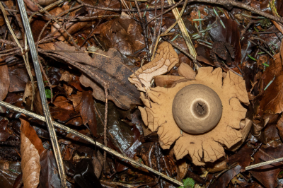 In een dicht begroeid bos stonden er onverwachts heel veel, maar door de bladeren die ze gedeeltelijk bedekten waren en weinig echt fotogeniek: Gekraagde Aardsterren. Die verwacht je niet in Utrecht. Deze is in de eerste uitdroogfase. De voet is niet te zien, maar de kraag brokkelt af en de kop is al open. Als de kop helemaal is uitgedroogd zullen de sporen vlak bij de opening zitten en kan het stuiven beginnen.