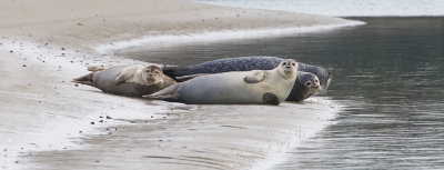 Ik zag een groepje Zeehonden op het strand liggen, ben er naar toe gelopen en op voldoende afstand gaan zitten. Een mooie serie foto's kunnen maken. Ook lagen er verschillende te rusten op de pontons.