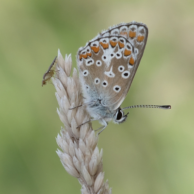 <i class='fa fa-user'></i>&nbsp;Johan van Gurp&nbsp;|  Bruin Blauwtje&nbsp; <i class='fa fa-eye'>&nbsp;73</i> &nbsp;<i class='fa fa-thumbs-up'>&nbsp;8</i> &nbsp; <i class='fa fa-comment-o'>&nbsp;3</i>