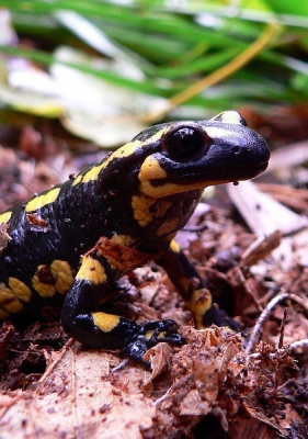 Nog hoge temperaturen nu voor november en deze salamander heeft zijn winterslaap blijkbaar nog maar even uitgesteld.