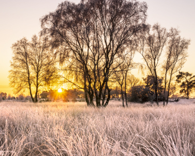 Vroeg opstaan loonde zich uit deze ochtend; het was op de Strabrechtse Heide de eerste echt winterse zonsopgang met een beetje vorst dit jaar.