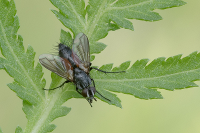 <i class='fa fa-user'></i>&nbsp;Johan van Gurp&nbsp;|  Eriothrix rufomaculata&nbsp; <i class='fa fa-eye'>&nbsp;84</i> &nbsp;<i class='fa fa-thumbs-up'>&nbsp;8</i> &nbsp; <i class='fa fa-comment-o'>&nbsp;8</i>