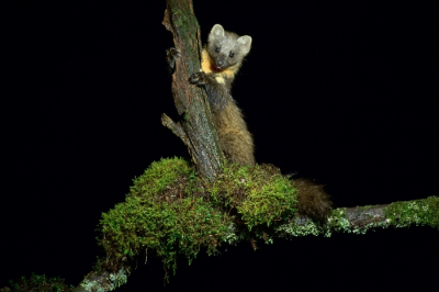 <i class='fa fa-user'></i>&nbsp;Wildlife&nbsp;|  Boommarter&nbsp; <i class='fa fa-eye'>&nbsp;271</i> &nbsp;<i class='fa fa-thumbs-up'>&nbsp;8</i> &nbsp; <i class='fa fa-comment-o'>&nbsp;5</i>