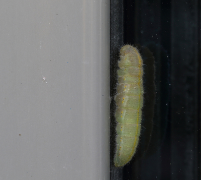 BESTE BESTE BESTE

Eerder deze week fotografeerde ik de cocon van een Klein Koolwitje, zie:

Bij de hier getoonde rups van het Klein Koolwitje is het stadium van verpopping zojuist ingetreden. In een hoekje van een kozijn aan de noordkant van een appartementencomplex was de gordeldraad al aan de ondergrond, het rubber van een raam, verankerd; het begin van de metamorfose.