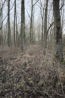 <i class='fa fa-user'></i>&nbsp;peter wijn&nbsp;|  Winterbos&nbsp; <i class='fa fa-eye'>&nbsp;105</i> &nbsp; <i class='fa fa-comment-o'>&nbsp;6</i>