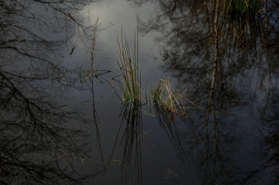 <i class='fa fa-user'></i>&nbsp;kiran&nbsp;|  Weerspiegeling van grassprieten&nbsp; <i class='fa fa-eye'>&nbsp;95</i> &nbsp;<i class='fa fa-thumbs-up'>&nbsp;1</i> &nbsp; <i class='fa fa-comment-o'>&nbsp;6</i>