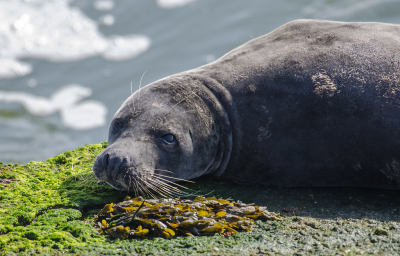 <i class='fa fa-user'></i>&nbsp;Eef Kieft&nbsp;|  Grijze Zeehond&nbsp; <i class='fa fa-eye'>&nbsp;116</i> &nbsp; <i class='fa fa-comment-o'>&nbsp;1</i>
