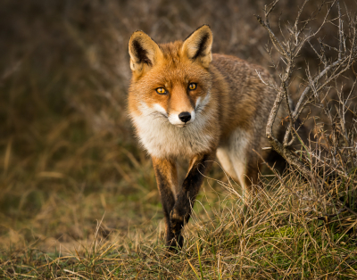 <i class='fa fa-user'></i>&nbsp;Patrick Blom&nbsp;|  Vos&nbsp; <i class='fa fa-eye'>&nbsp;201</i> &nbsp;<i class='fa fa-thumbs-up'>&nbsp;11</i> &nbsp; <i class='fa fa-comment-o'>&nbsp;11</i>