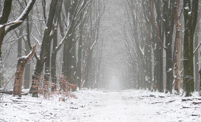 <i class='fa fa-user'></i>&nbsp;nelappelmelk&nbsp;|  De eerste sneeuwdag&nbsp; <i class='fa fa-eye'>&nbsp;117</i> &nbsp;<i class='fa fa-thumbs-up'>&nbsp;5</i> &nbsp; <i class='fa fa-comment-o'>&nbsp;9</i>