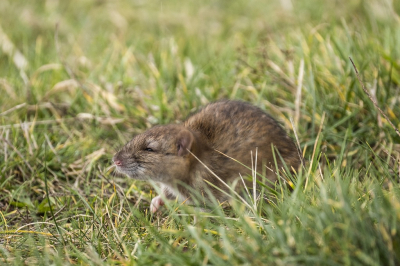 <i class='fa fa-user'></i>&nbsp;Hilda&nbsp;|  Bruine Rat&nbsp; <i class='fa fa-eye'>&nbsp;115</i> &nbsp; <i class='fa fa-comment-o'>&nbsp;3</i>