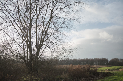 <i class='fa fa-user'></i>&nbsp;peter wijn&nbsp;|  Schraal winters ruigtelandschap&nbsp; <i class='fa fa-eye'>&nbsp;99</i> &nbsp;<i class='fa fa-thumbs-up'>&nbsp;1</i> &nbsp; <i class='fa fa-comment-o'>&nbsp;4</i>