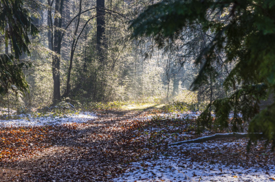 <i class='fa fa-user'></i>&nbsp;Pentax4ever&nbsp;|  Een beetje winter in het bos&nbsp; <i class='fa fa-eye'>&nbsp;114</i> &nbsp; <i class='fa fa-comment-o'>&nbsp;4</i>