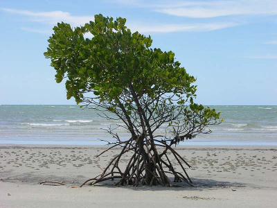 <i class='fa fa-user'></i> Marijke | Mangrove aan het strand (Australie)  <i class='fa fa-eye'> 240</i>   <i class='fa fa-comment-o'> 2</i>