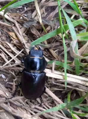 's avonds op een van de wandelwegen rond 's-Gravenvoeren
