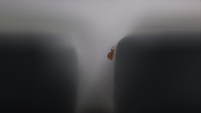 <i class='fa fa-user'></i>&nbsp;daan de vos&nbsp;|  Dicyrtomina ornata&nbsp; <i class='fa fa-eye'>&nbsp;133</i> &nbsp;<i class='fa fa-thumbs-up'>&nbsp;7</i> &nbsp; <i class='fa fa-comment-o'>&nbsp;5</i>