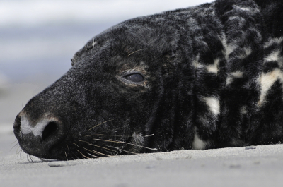Grijze Zeehonden hebben eigenlijk niets van dat verterende wat Gewone Zeehonden wel hebben. Volwassen bullen, zoals deze, doen me eerder denken aan het soort gevaarlijke grote zeeroofdieren die je in meer arctische wateren aantreft. 
Nou zijn deze bullen ook echt gevaarlijk, en je moet goed opletten hoe ze reageren als je daar aan het fotograferen bent.
Een deel van de aangespoelde dode Bruinvissen in Nederland is veroorzaakt door aanvallen van de Grijze Zeehond.