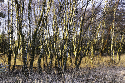 <i class='fa fa-user'></i>&nbsp;Pentax4ever&nbsp;|  Berken in ochtendlicht&nbsp; <i class='fa fa-eye'>&nbsp;74</i> &nbsp; <i class='fa fa-comment-o'>&nbsp;2</i>