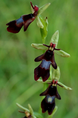 <i class='fa fa-user'></i>&nbsp;A. Soeting&nbsp;|  Vliegenorchis&nbsp; <i class='fa fa-eye'>&nbsp;74</i> &nbsp; <i class='fa fa-comment-o'>&nbsp;1</i>