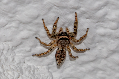 Deze prachtige kleine spin zat tegen de muur in de kamer van mijn huis.