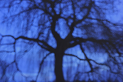 <i class='fa fa-user'></i>&nbsp;Nel R&nbsp;|  Treurwilg in het "blauwe uurtje"&nbsp; <i class='fa fa-eye'>&nbsp;119</i> &nbsp;<i class='fa fa-thumbs-up'>&nbsp;3</i> &nbsp; <i class='fa fa-comment-o'>&nbsp;3</i>