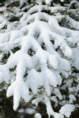 <i class='fa fa-user'></i>&nbsp;Jan Luit&nbsp;|  Besneeuwde Tak&nbsp; <i class='fa fa-eye'>&nbsp;120</i> &nbsp; <i class='fa fa-comment-o'>&nbsp;3</i>