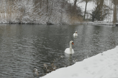 Heerlijk winterse kou, zwanen nieuwsgierig op ons af.