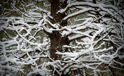 <i class='fa fa-user'></i>&nbsp;B.M.Schouten-Ruis&nbsp;|  Takken van een boom vol met sneeuw&nbsp; <i class='fa fa-eye'>&nbsp;80</i> &nbsp; <i class='fa fa-comment-o'>&nbsp;2</i>