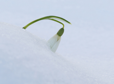 <i class='fa fa-user'></i>&nbsp;Ad Sprang&nbsp;|  Gewoon Sneeuwklokje&nbsp; <i class='fa fa-eye'>&nbsp;92</i> &nbsp; <i class='fa fa-comment-o'>&nbsp;4</i>