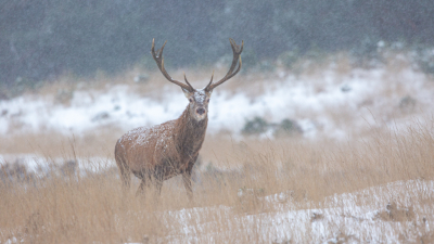 Vanuit een schuilhutje met een flinke sneeuwbui op de heide, wachten op de herten die vanuit de bossen de heide overtrekken richting hun daginstand.