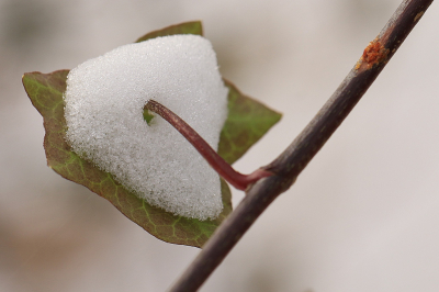 <i class='fa fa-user'></i>&nbsp;frbeuming&nbsp;|  Sneeuwrest&nbsp; <i class='fa fa-eye'>&nbsp;52</i> &nbsp; <i class='fa fa-comment-o'>&nbsp;1</i>