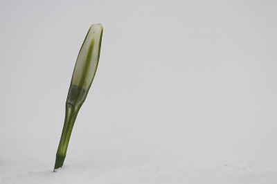 <i class='fa fa-user'></i>&nbsp;Henk Bouter&nbsp;|  Gewoon Sneeuwklokje&nbsp; <i class='fa fa-eye'>&nbsp;85</i> &nbsp; <i class='fa fa-comment-o'>&nbsp;2</i>
