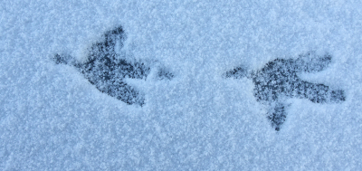 <i class='fa fa-user'></i>&nbsp;Ad Sprang&nbsp;|  Vliegende Meerkoeten in een sneeuwstorm......&nbsp; <i class='fa fa-eye'>&nbsp;150</i> &nbsp;<i class='fa fa-thumbs-up'>&nbsp;8</i> &nbsp; <i class='fa fa-comment-o'>&nbsp;12</i>