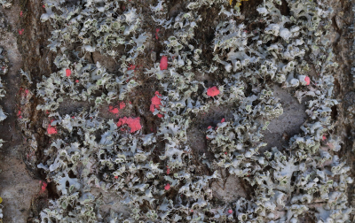 <i class='fa fa-user'></i>&nbsp;Ad Sprang&nbsp;|  Illosporiopsis christiansenii&nbsp; <i class='fa fa-eye'>&nbsp;101</i> &nbsp;<i class='fa fa-thumbs-up'>&nbsp;1</i> &nbsp; <i class='fa fa-comment-o'>&nbsp;4</i>