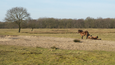 Rollende Exmoorpony in het zand van de Hoorn in de Delleboersterheide. Ter illustratie van het verhaal bij de geplaatste foto.

.