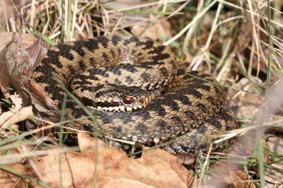 <i class='fa fa-user'></i>&nbsp;Henk Baptist&nbsp;|  Adder&nbsp; <i class='fa fa-eye'>&nbsp;234</i> &nbsp;<i class='fa fa-thumbs-up'>&nbsp;9</i> &nbsp; <i class='fa fa-comment-o'>&nbsp;6</i>