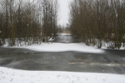 Het was donker weer en harde wind. Het sneeuwde licht. Het water was half bevroren waardoor de zwaan zich een weg baande.