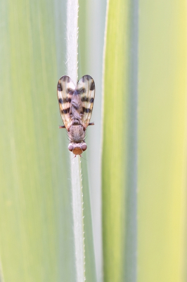 <i class='fa fa-user'></i>&nbsp;Johan van Gurp&nbsp;|  Melieria crassipennis&nbsp; <i class='fa fa-eye'>&nbsp;71</i> &nbsp;<i class='fa fa-thumbs-up'>&nbsp;3</i> &nbsp; <i class='fa fa-comment-o'>&nbsp;1</i>
