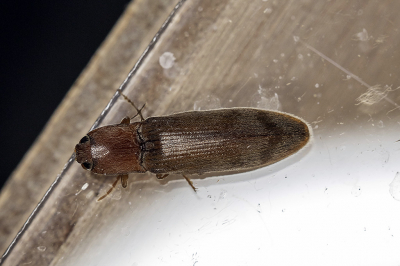 <i class='fa fa-user'></i>&nbsp;Martin Verbeeten&nbsp;|  Stenagostus rhombeus&nbsp; <i class='fa fa-eye'>&nbsp;69</i> &nbsp; <i class='fa fa-comment-o'>&nbsp;0</i>
