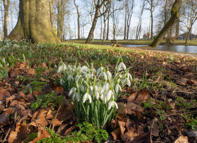 <i class='fa fa-user'></i>&nbsp;Tim Oord&nbsp;|  Gewoon Sneeuwklokje&nbsp; <i class='fa fa-eye'>&nbsp;45</i> &nbsp; <i class='fa fa-comment-o'>&nbsp;1</i>