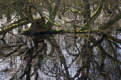 <i class='fa fa-user'></i>&nbsp;Nel R&nbsp;|  Chaos in het bos&nbsp; <i class='fa fa-eye'>&nbsp;71</i> &nbsp; <i class='fa fa-comment-o'>&nbsp;3</i>