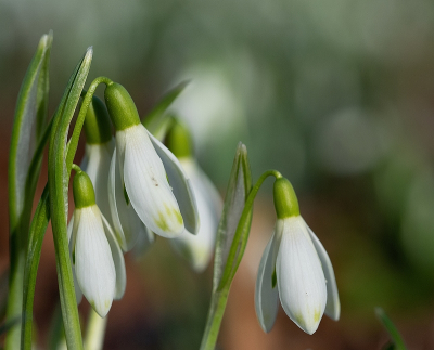 <i class='fa fa-user'></i>&nbsp;Tim Oord&nbsp;|  Gewoon Sneeuwklokje&nbsp; <i class='fa fa-eye'>&nbsp;48</i> &nbsp; <i class='fa fa-comment-o'>&nbsp;0</i>