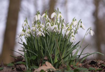 <i class='fa fa-user'></i>&nbsp;Tim Oord&nbsp;|  Gewoon Sneeuwklokje&nbsp; <i class='fa fa-eye'>&nbsp;57</i> &nbsp; <i class='fa fa-comment-o'>&nbsp;1</i>